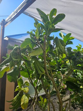 I takovéto vzrostlé fešáky můžete u nás na objednání zakoupit. Je tedy potřeba osobně vyzvednout nebo zajistit extra...